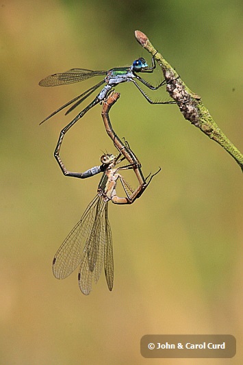 IMG_2885_Lestes_sponsa.JPG