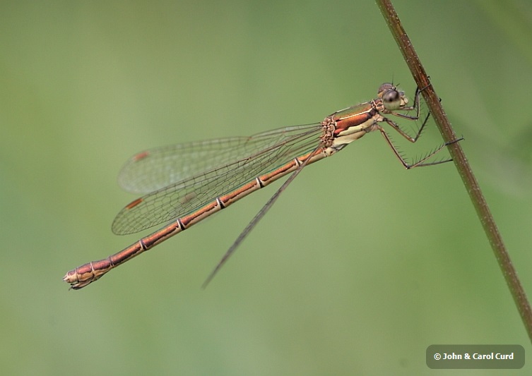 IMG_1552_Lestes_virens.JPG