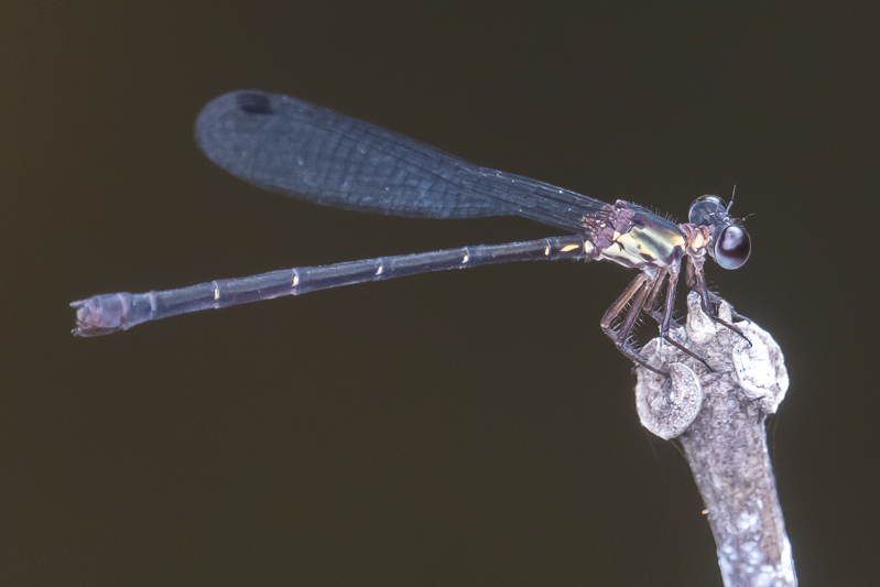 Lestoidea brevicauda female.jpg