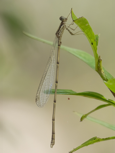 Neosticta fraseri male (1 of 2).jpg