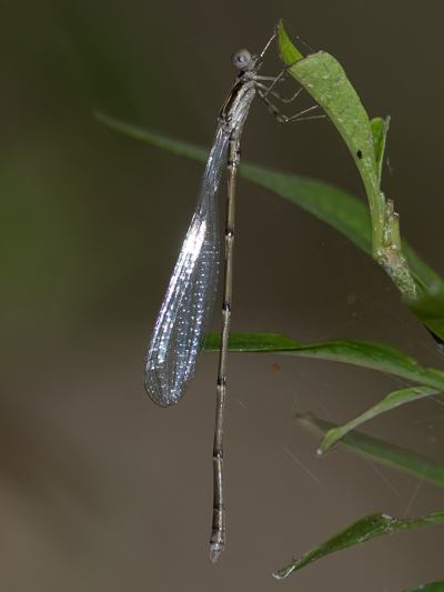 Neosticta fraseri male (2 of 2).jpg