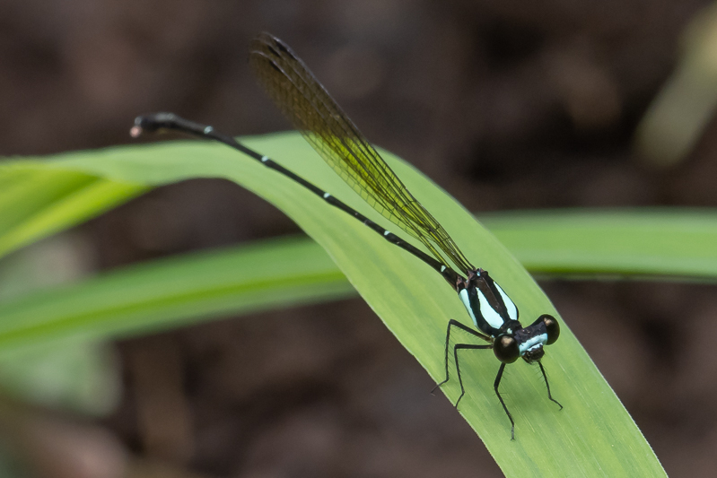 Nososticta coelestina male (1 of 4).jpg