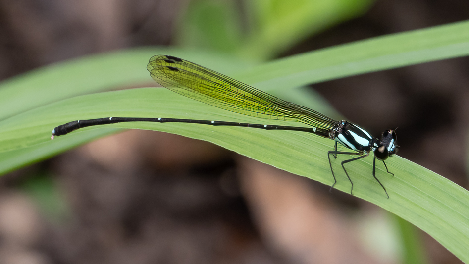 Nososticta coelestina male (2 of 4).jpg