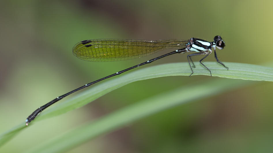 Nososticta coelestina male (3 of 4).jpg