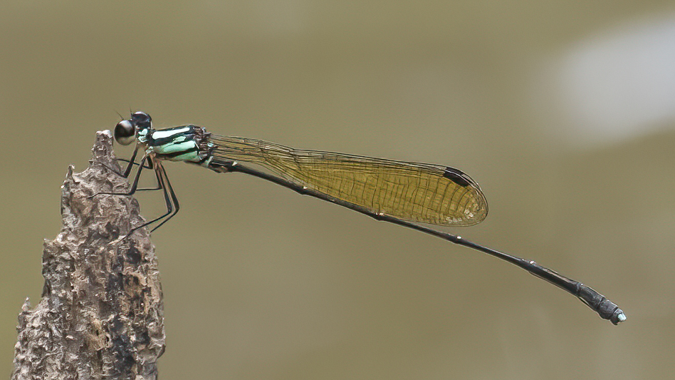 Nososticta coelestina male (4 of 4).jpg