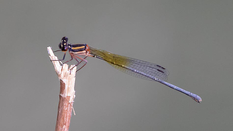 Nososticta solida female-2695.jpg