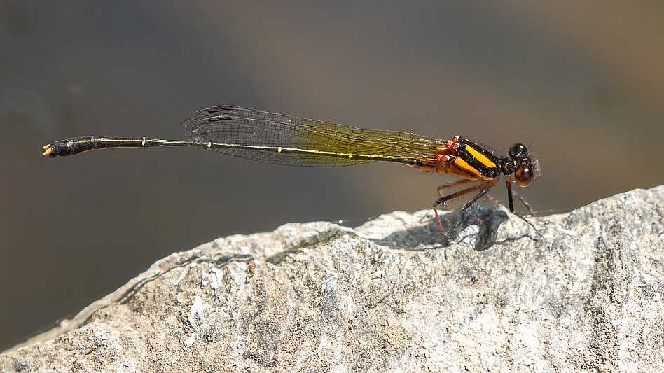 Nososticta solida male-1492.jpg