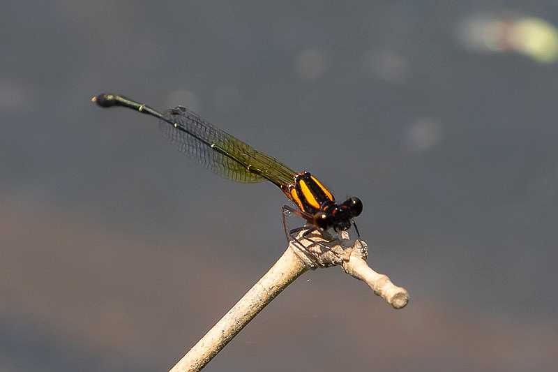 Nososticta solida male-1537.jpg