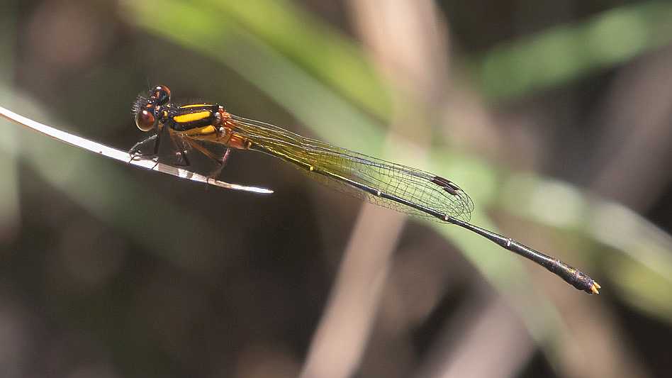 Nososticta solida male-3207.jpg