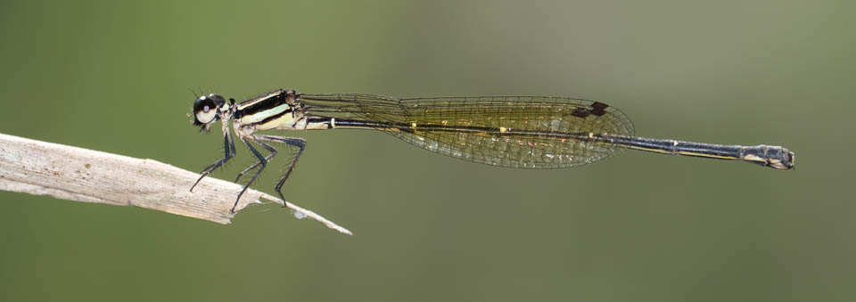 Nososticta solitaria female-1.jpg