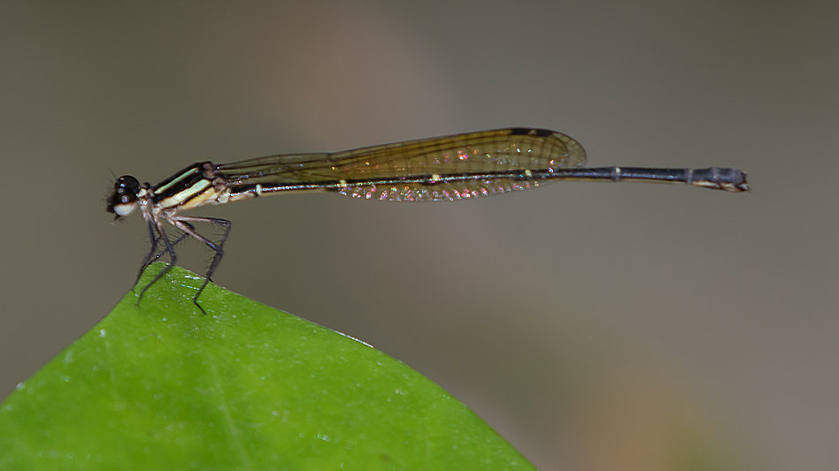 Nososticta solitaria female-2226.jpg