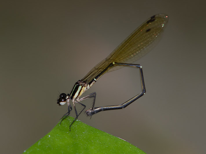 Nososticta solitaria female-2227.jpg