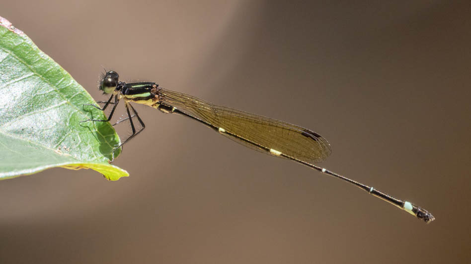 Nososticta solitaria male-1.jpg