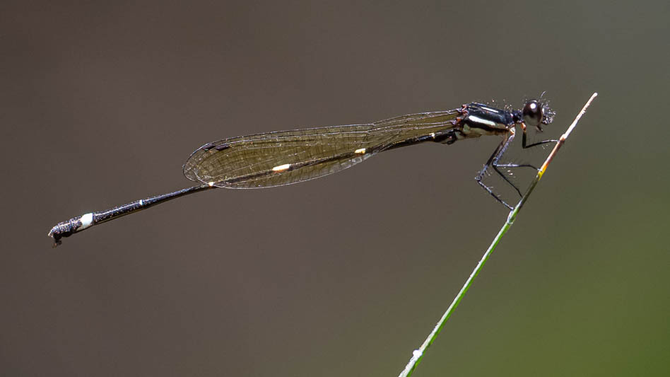 Nososticta solitaria male-2.jpg