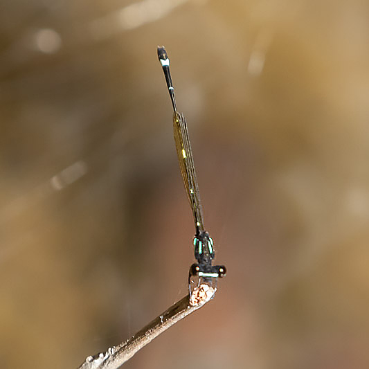 Nososticta solitaria male-2373.jpg