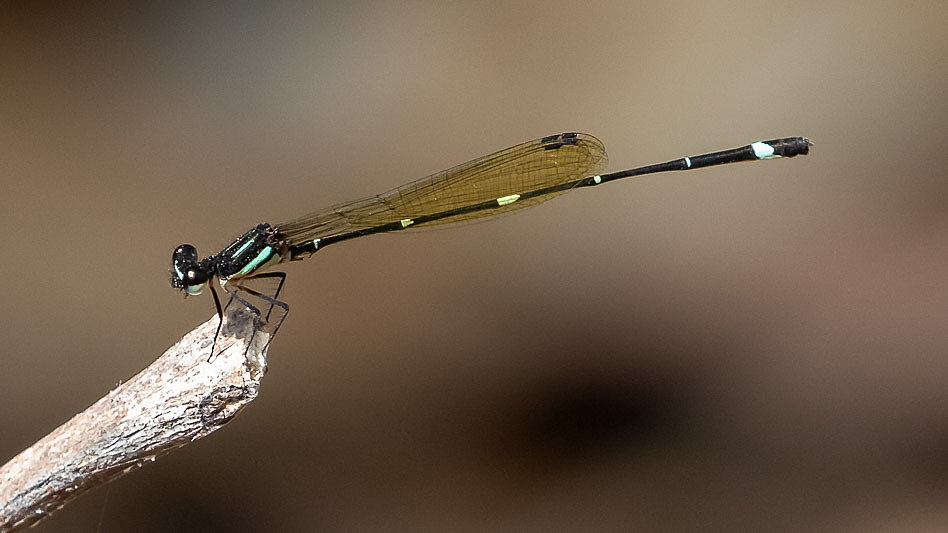 Nososticta solitaria male-2375.jpg