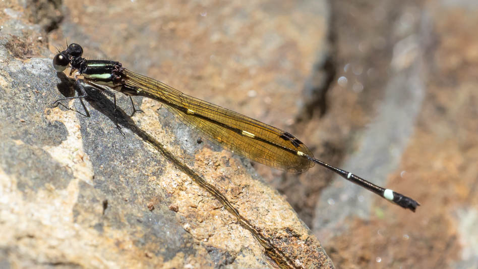 Nososticta solitaria male-3.jpg