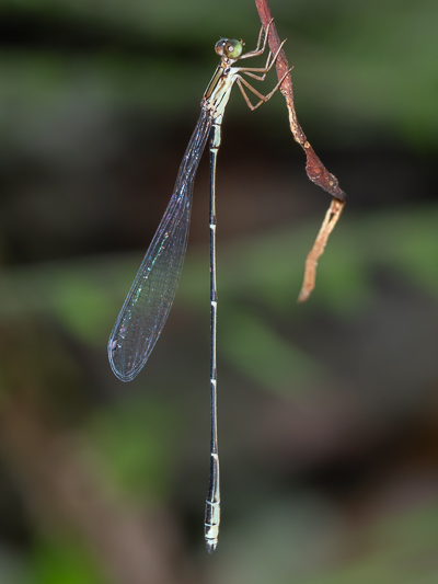 Oristicta filicicola male (2 of 5).jpg