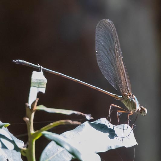 Glistening Demoiselle 2 533.jpg