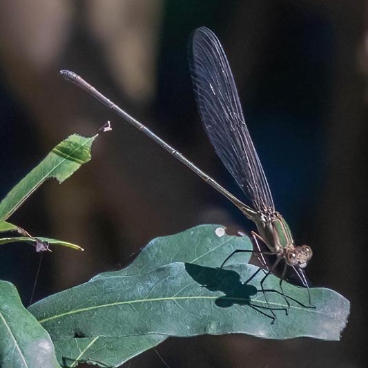 Glistening demoiselle - 8436 533.jpg