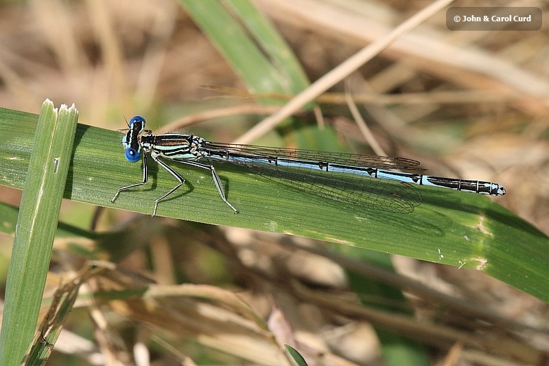 IMG_0305_Platycnemis_pennipes.JPG