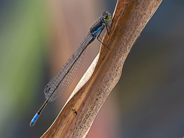 Pseudagrion deningi, Botswana--2.jpg