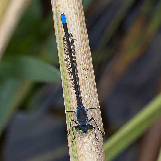 Pseudagrion deningi, Botswana--3.jpg