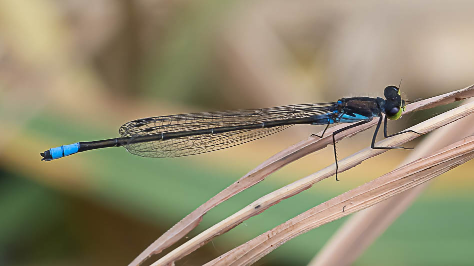 Pseudagrion deningi, Botswana--4.jpg