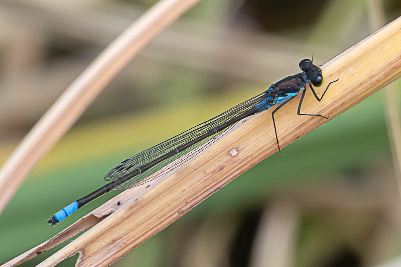 Pseudagrion deningi, Botswana--5.jpg