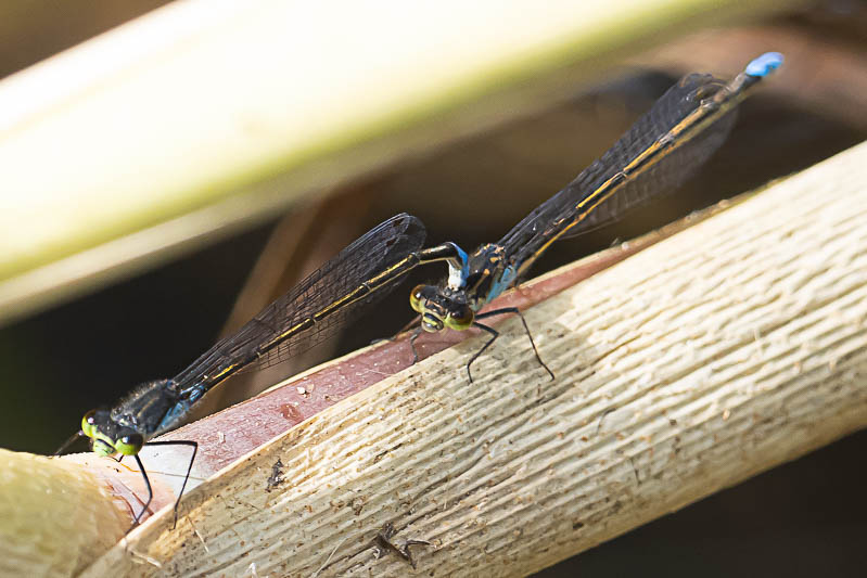 Pseudagrion deningi, Botswana-.jpg