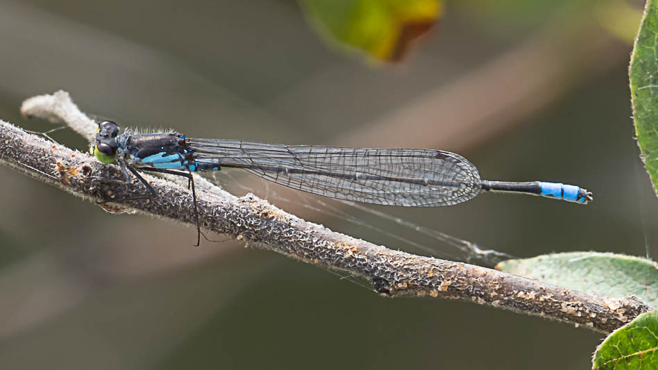 Pseudagrion deningi, Botswana-225051.jpg