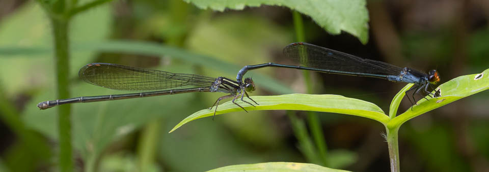 Pseudagrion ignifer in tandem-1.jpg