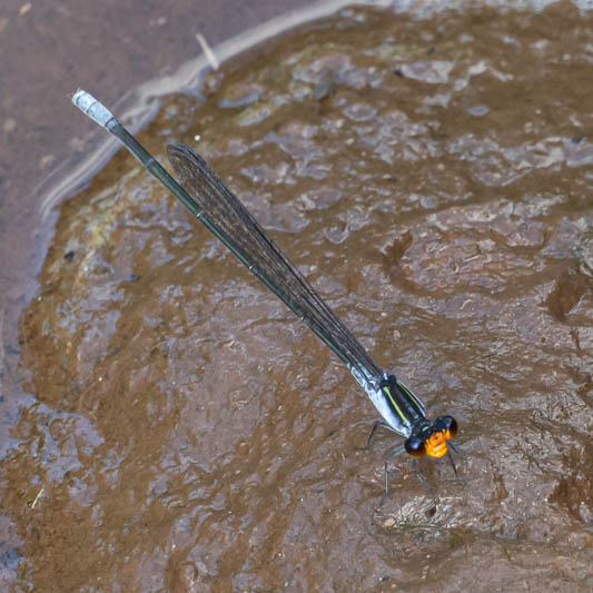 Pseudagrion ignifer male-1.jpg