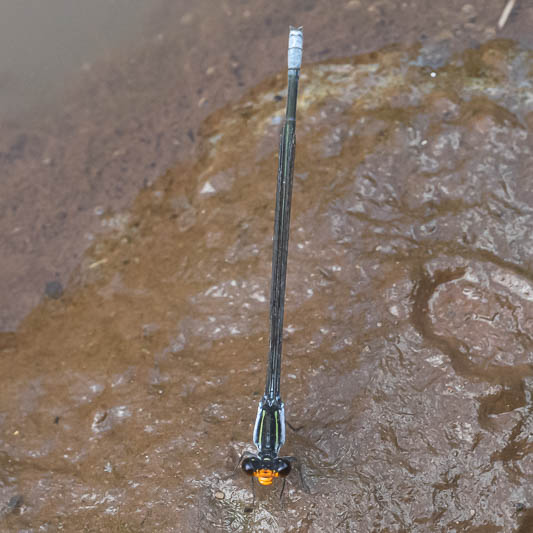 Pseudagrion ignifer male-2.jpg