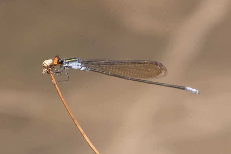 Pseudagrion ignifer male-2006.jpg