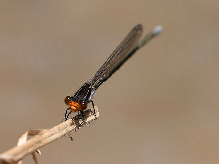 Pseudagrion ignifer male-2045.jpg