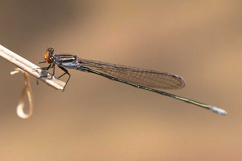 Pseudagrion ignifer male-2051.jpg