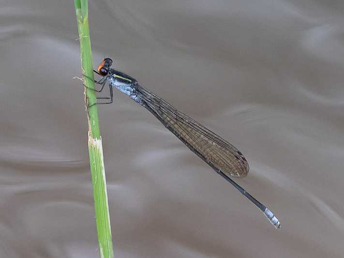 Pseudagrion ignifer male-2860.jpg