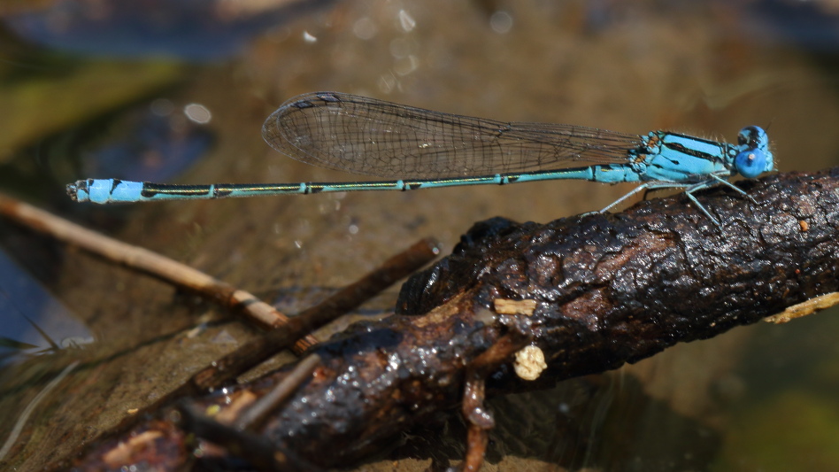 J19_1374 Pseudagrion microcephalum male.JPG