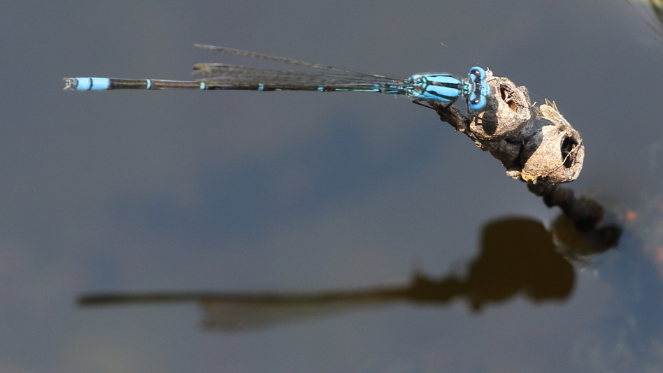 J19_1688 Pseudagrion microcephalum male.JPG