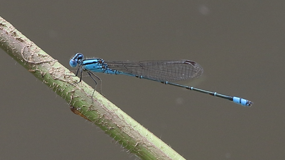 J19_2653 Pseudagrion microcephalum male.JPG