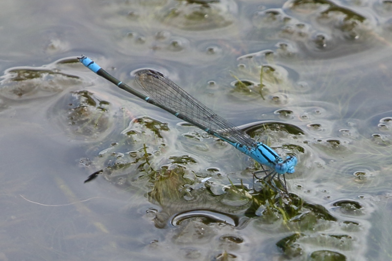 J19_2666 Pseudagrion microcephalum male.JPG