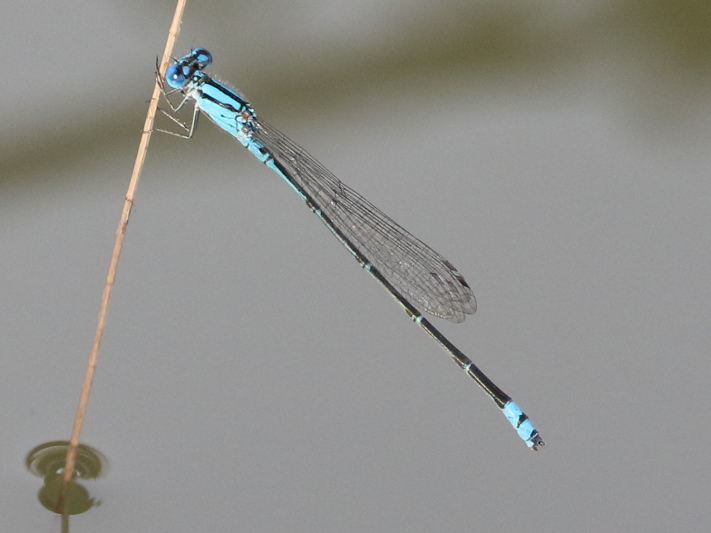 J19_2686 Pseudagrion microcephalum male.JPG