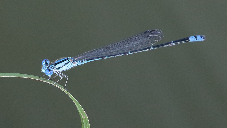 J19_2690 Pseudagrion microcephalum male.JPG