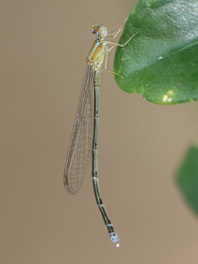 J19_9144 Pseudagrion microcephalum female.jpg