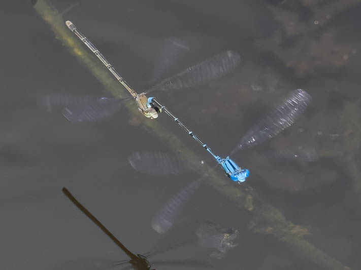 Pseudagrion microcephalum in tandem-1.jpg