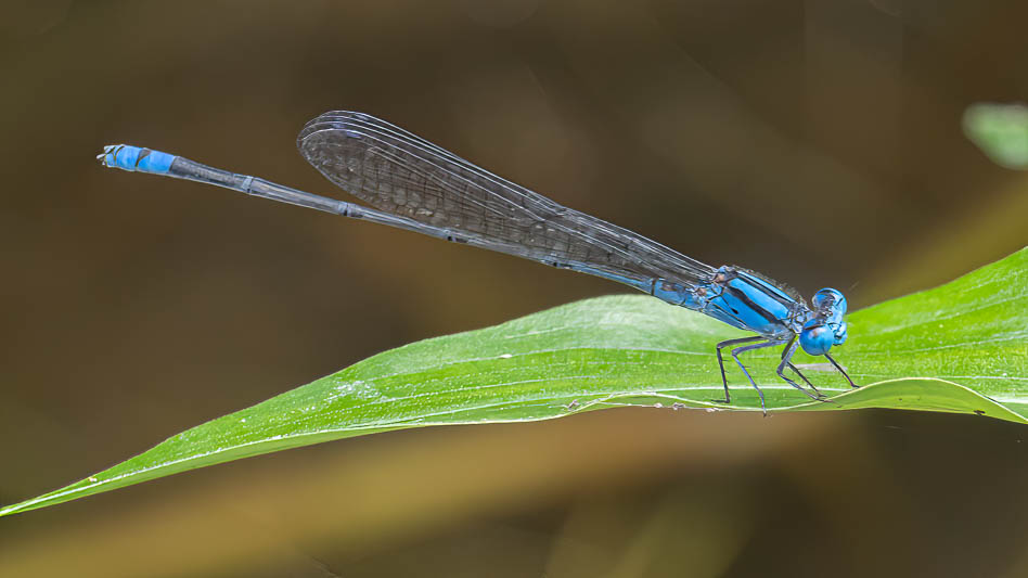 Pseudagrion microcephalum male-1.jpg