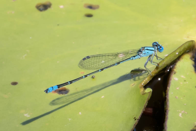 Pseudagrion microcephalum male-2.jpg