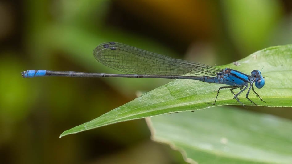 Pseudagrion microcephalum male-3.jpg