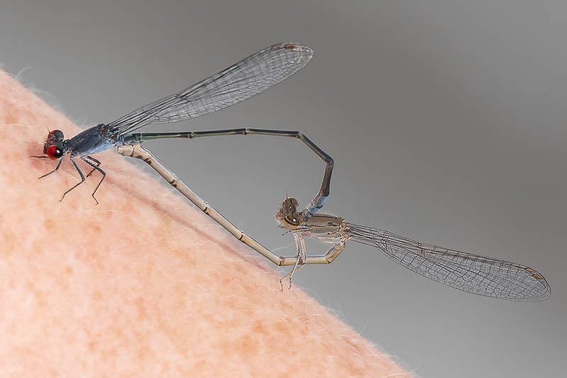 Pseudagrion sublacteum  in cop.jpg